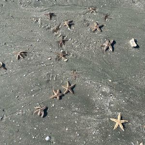 Meet your Posher, Sidney